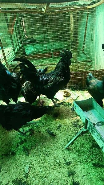 Ayam Cemani and fancy eggs chicks avail exchange possible 16