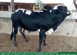 Qurbani Bull / Gae / Qurbani animal on discounts / Qurbani 2024