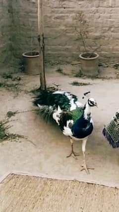 peacock animal 0