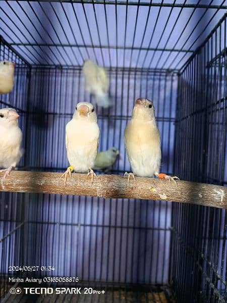 Latino Goldian finch chicks 1