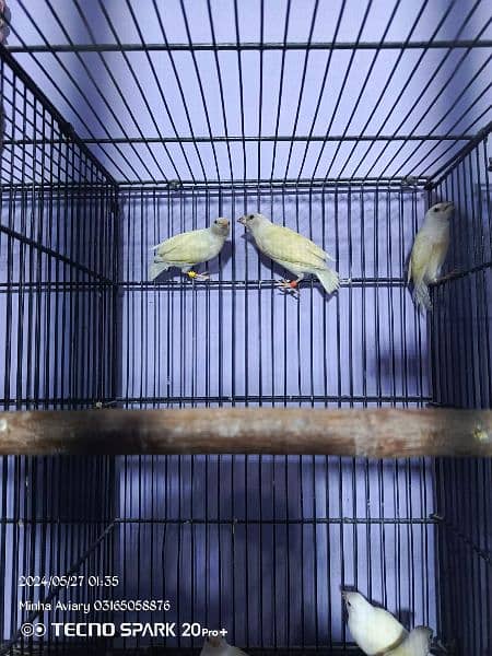 Latino Goldian finch chicks 3