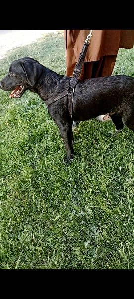 Black Labrador puppy 1