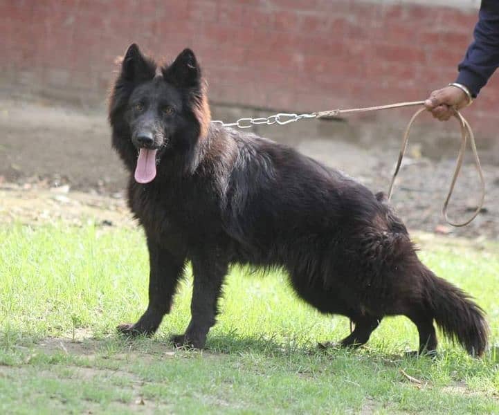 BLACK GERMAN SHEHPERD FEMALE FOR SALE 0