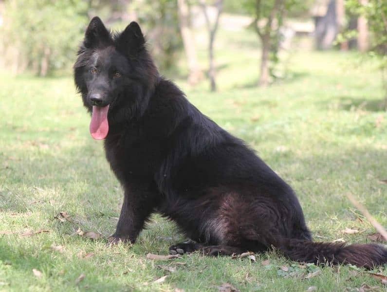 BLACK GERMAN SHEHPERD FEMALE FOR SALE 1