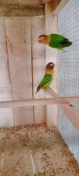 Birds colony for sale 2