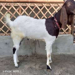 Bakra For Qurbani 2 Daant Full Active For Sale