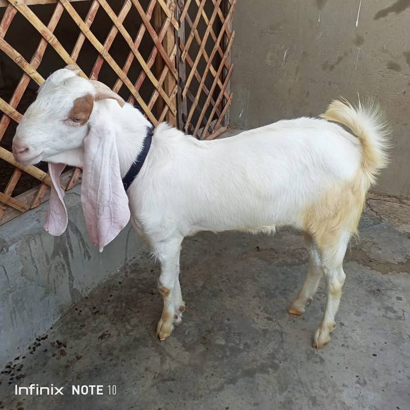 Goats for sale / bakra / goats 2