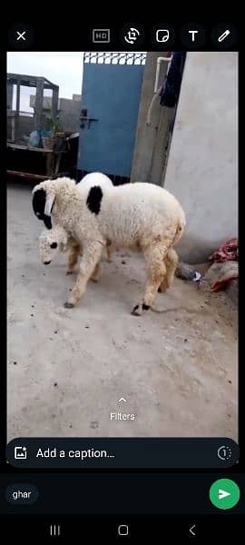 Dumba for sale jori 70k Qurbani 2024 0304 2054044 2