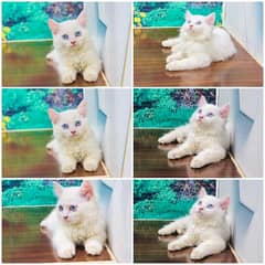 Persian triple coat cat Kitten 0