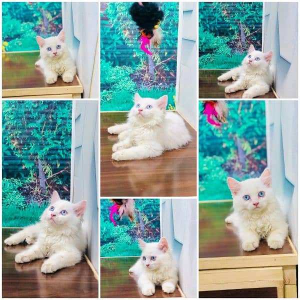 Persian triple coat cat Kitten 1