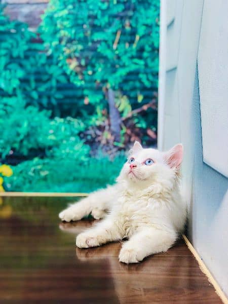 Persian triple coat cat Kitten 4
