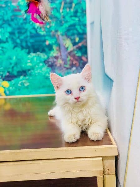 Persian triple coat cat Kitten 5