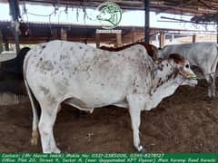 Qurbani Bull / Bhains / Gae / Beautiful Qurbani animal / Qurbani 2024