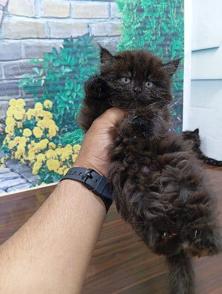 Persian Punch face triple coat cat Kitten 2