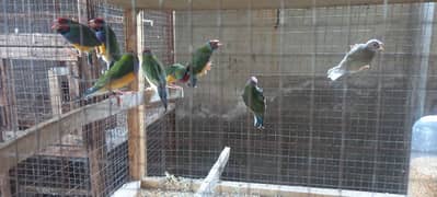 common gouldian males for sale