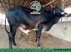 Qurbani Bull / Bhains / Gae / Discounted Qurbani animal / Qurbani 2024