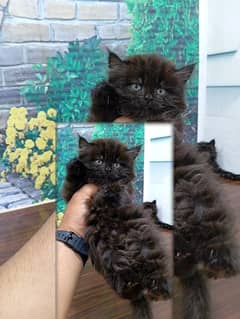 Black Persian Punch face triple coat cat Kitten