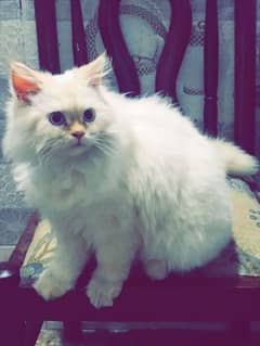 Persian cat blue eyes for sale