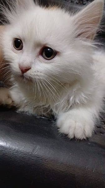 female Persian kitten for sale 1