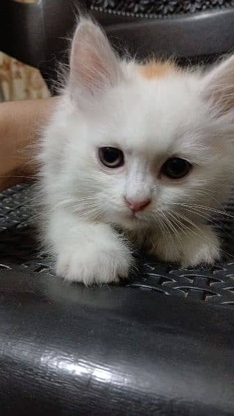 female Persian kitten for sale 2