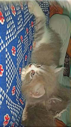Persian kittens male  & female.