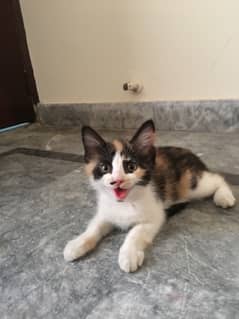 Calico Kitten For Adoption