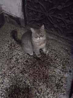 Pure Persian playfull cat for sale or adoption