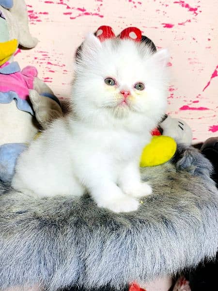 extreme punch face triple long coated Persian kitten | cat babes 2