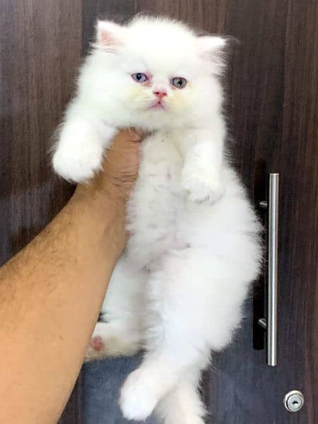 extreme punch face triple long coated Persian kitten | cat babes 3