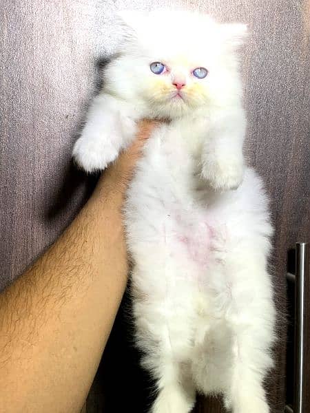 extreme punch face triple long coated Persian kitten | cat babes 4