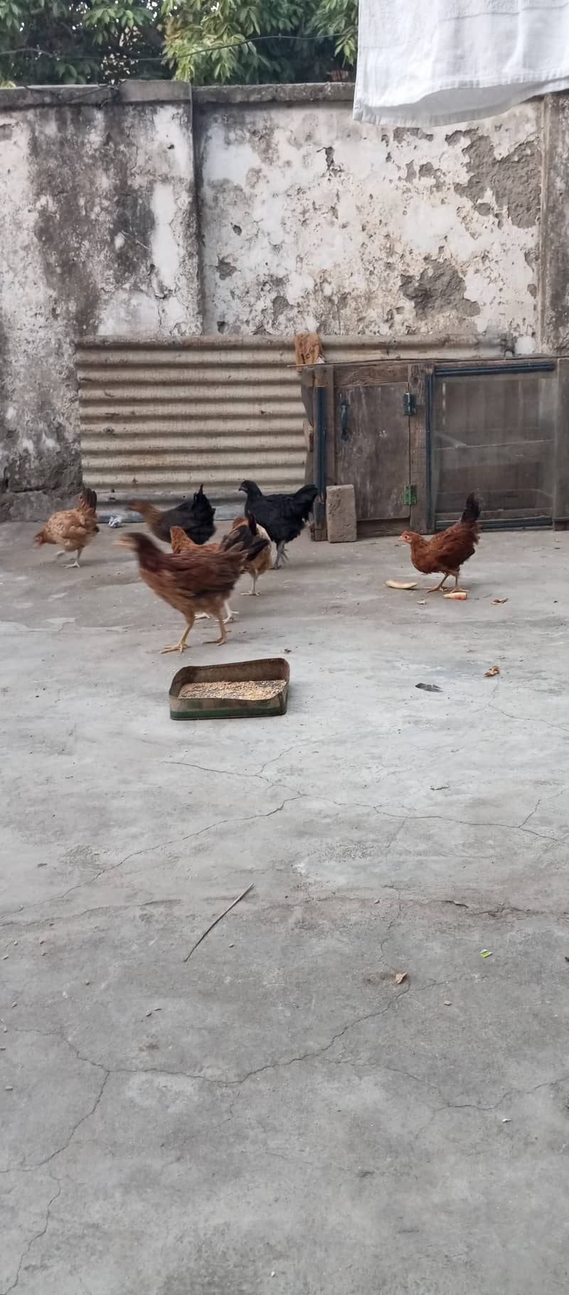 Desi hens 1