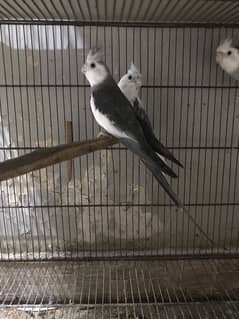 white head split of ino and fellow. love birds pair also available