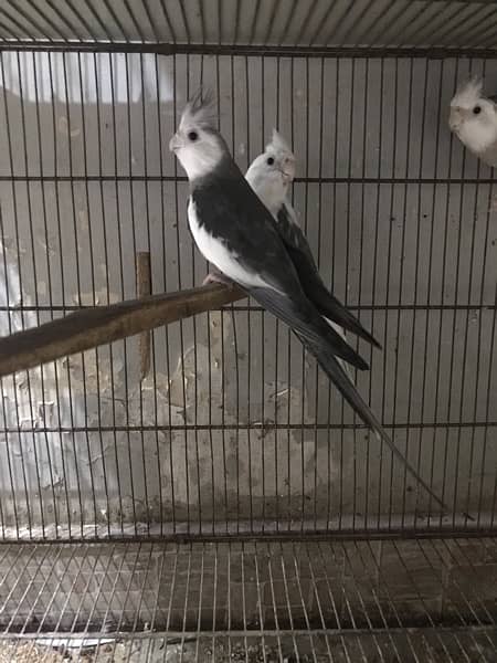 white head split of ino and fellow. love birds pair also available 0