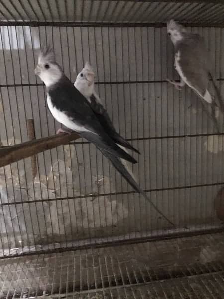 white head split of ino and fellow. love birds pair also available 2