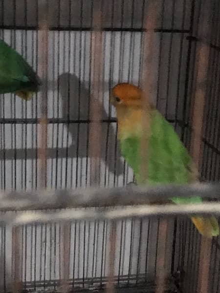 white head split of ino and fellow. love birds pair also available 6