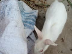Rabbits for sell 1 month age