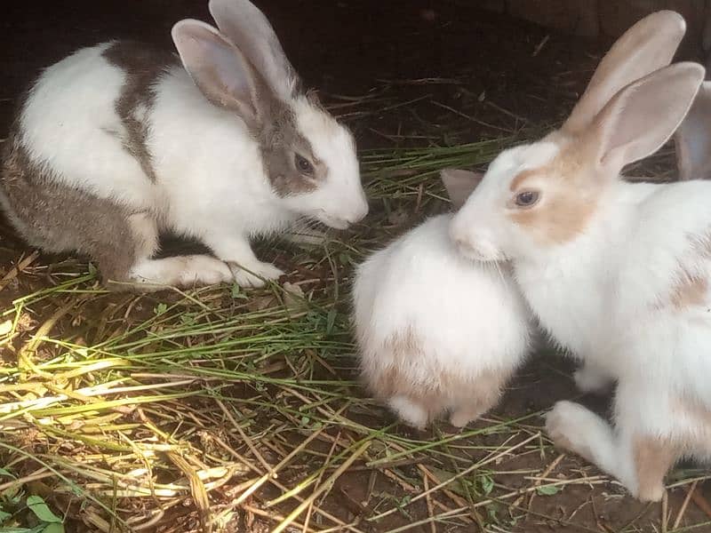 Rabbits for sell 1 month age 1