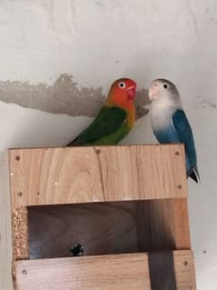 Love Bird Pair for Sale
