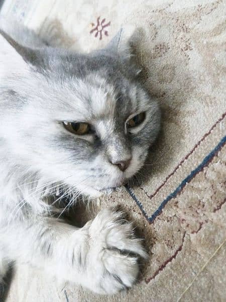 Persian Fe-male tamed Vaccinated Cat , Age 1 year, Liter trained 7