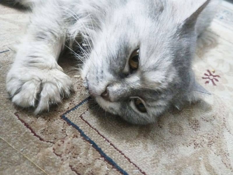 Persian Fe-male tamed Vaccinated Cat , Age 1 year, Liter trained 8