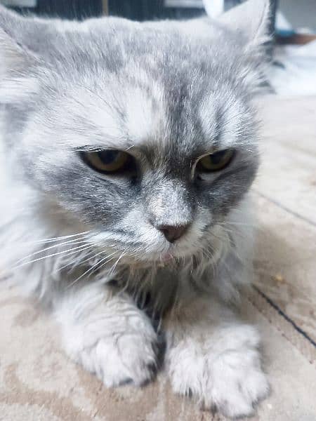 Persian Fe-male tamed Vaccinated Cat , Age 1 year, Liter trained 9