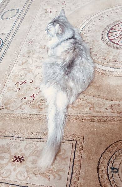 Persian Fe-male tamed Vaccinated Cat , Age 1 year, Liter trained 11