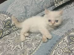 two Double cout pure persian punch face white kitten no03105415517. 0