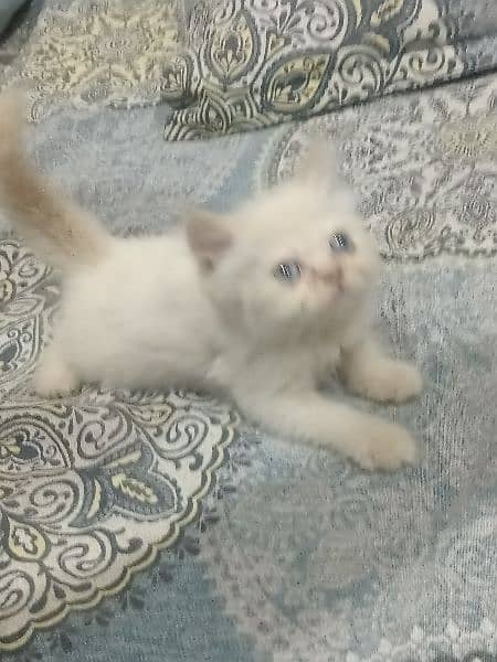 two Double cout pure persian punch face white kitten no03105415517. 4