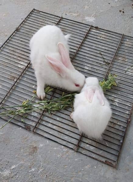 Albino Red eyes Rabbit Bunnies 1