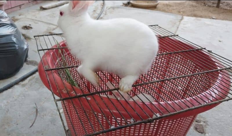 Albino Red eyes Rabbit Bunnies 3