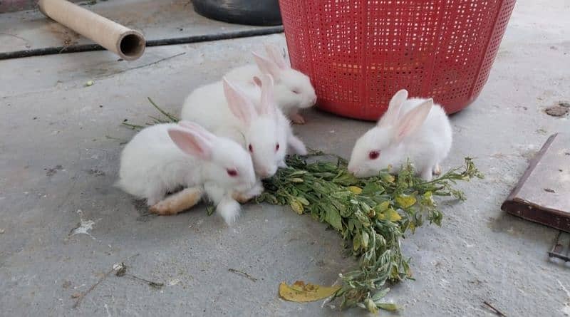 Albino Red eyes Rabbit Bunnies 5