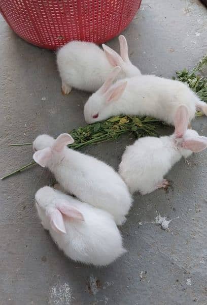 Albino Red eyes Rabbit Bunnies 7