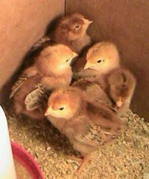 RIR chicks|Astrolorp Chicks available for sale 0