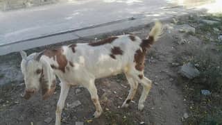 Goat  For sale 0